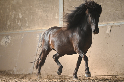 Wallache - Islandpferdezucht Gut Tiergarten